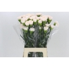 Dianthus St Brut