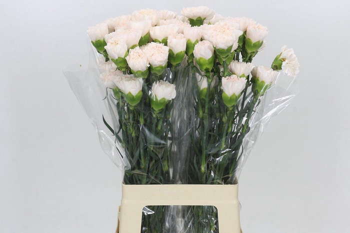 Dianthus St Brut