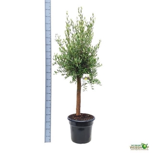 OLEA EUROPAEA