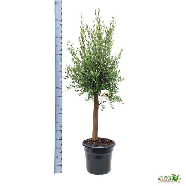 <h4>OLEA EUROPAEA</h4>