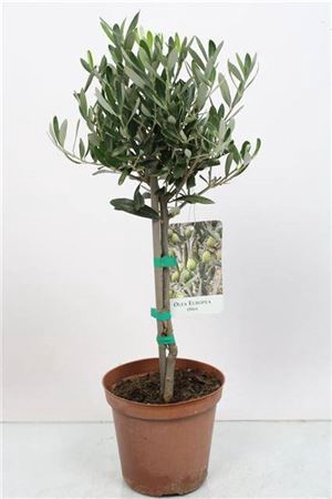 <h4>Olea Europaea Stem</h4>