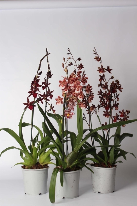 <h4>Cambria toef mix 2 tak 17 cm</h4>