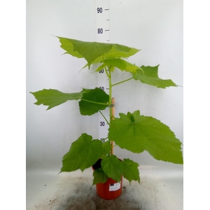 Sparrmannia africana