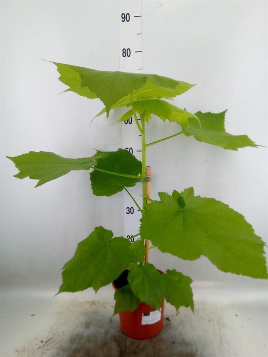 <h4>Sparrmannia africana</h4>