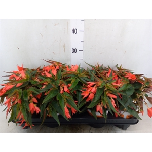 Begonia boliv. 'Angel Orange'