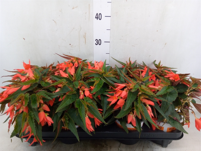 <h4>Begonia boliv. 'Angel Orange'</h4>