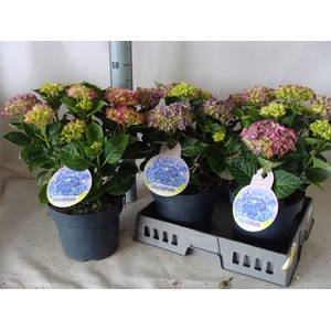 Hydrangea mac.   ...