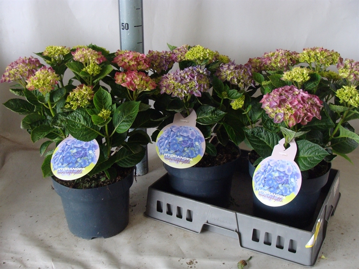 <h4>Hydrangea mac.   ...</h4>