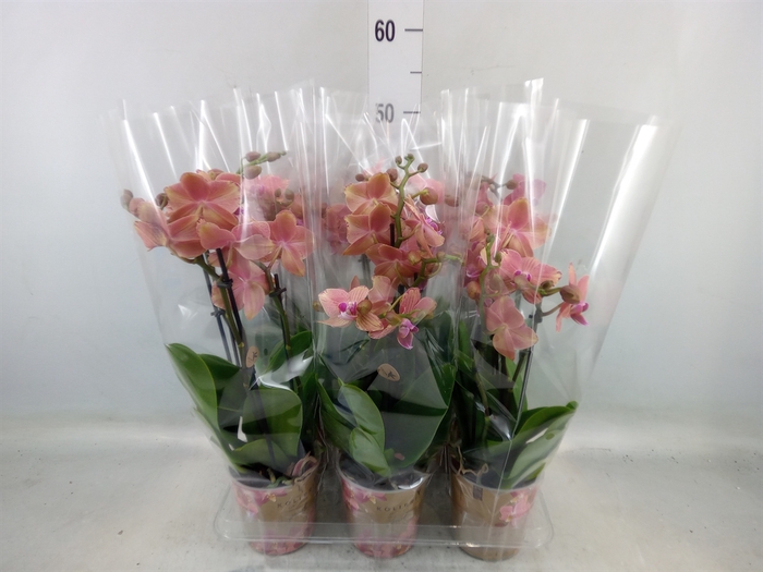 <h4>Phalaenopsis   ...orange</h4>