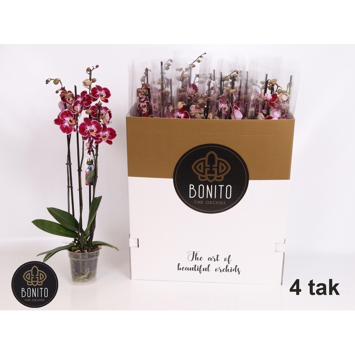 <h4>PHAL AN REIMS</h4>