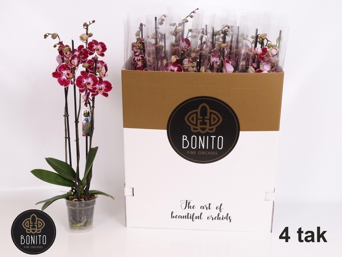 <h4>PHAL AN REIMS</h4>