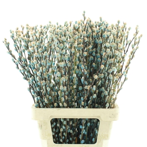 Salix Snow Flake Klb Blue Bay