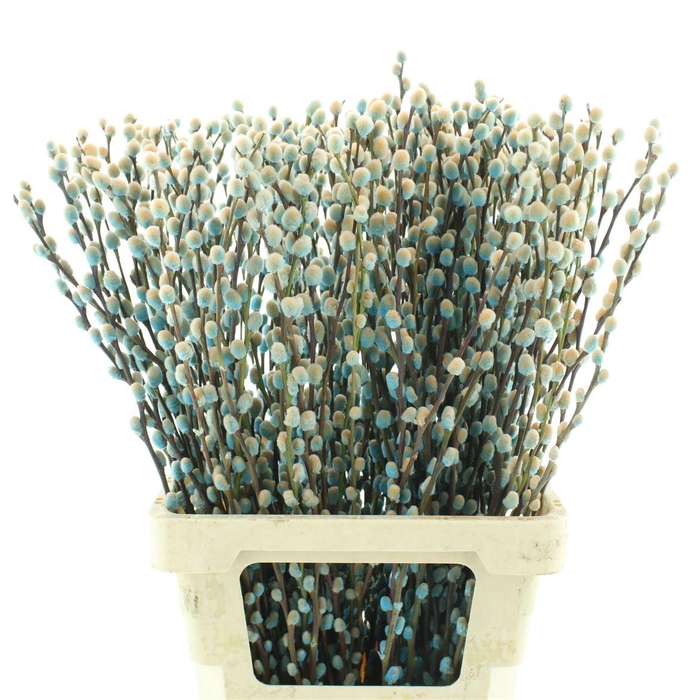 <h4>Salix Snow Flake Klb Blue Bay</h4>