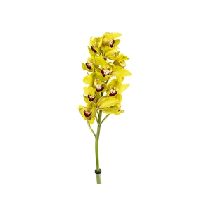 CYMBIDIUM HT 5/9 FLS AMARELO
