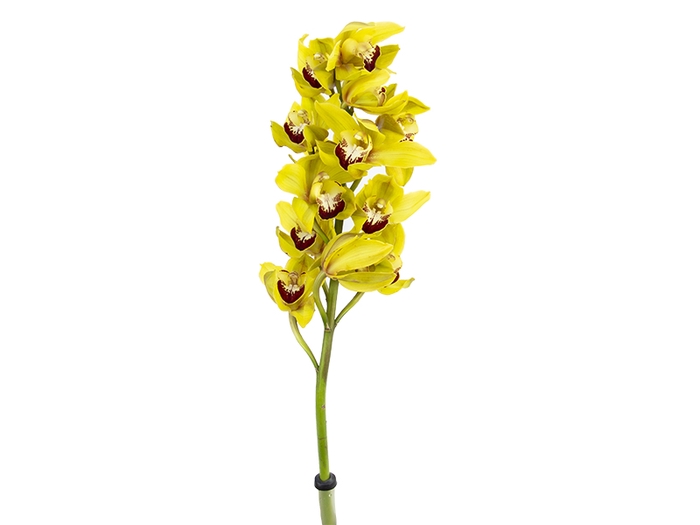 <h4>CYMBIDIUM HT 5/9 FLS AMARELO</h4>