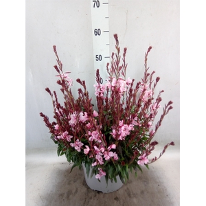 Gaura lindheimeri 'Geyser Pink Pic'