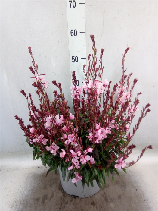<h4>Gaura lindheimeri 'Geyser Pink Pic'</h4>
