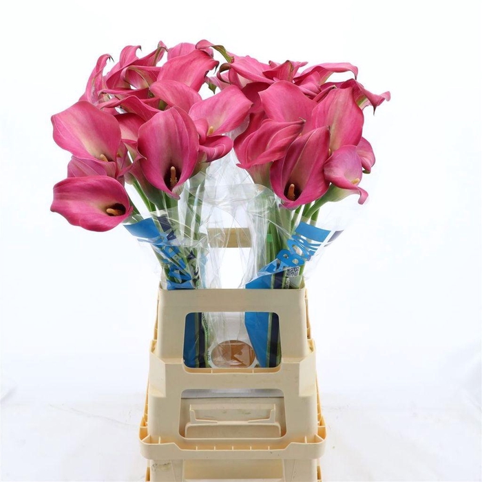 <h4>Zantedeschia zazu</h4>