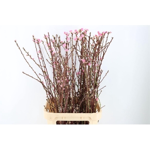 Perzikbloesem Long P Bunch