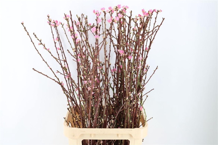 <h4>Perzikbloesem Long P Bunch</h4>