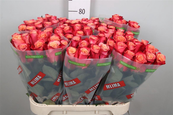 <h4>R Gr Helene</h4>