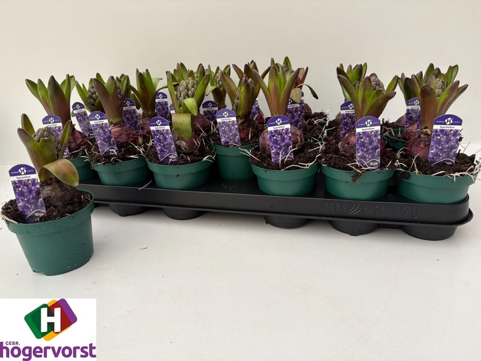 <h4>HYACIN BLUE PEARL</h4>