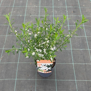 Eriostemon myoporoides