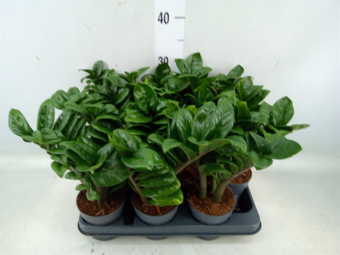 <h4>Zamioculcas zamiifolia 'Zenzi'</h4>