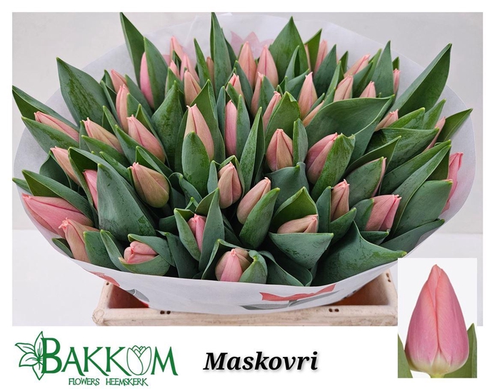 <h4>Tu En Maskovri</h4>