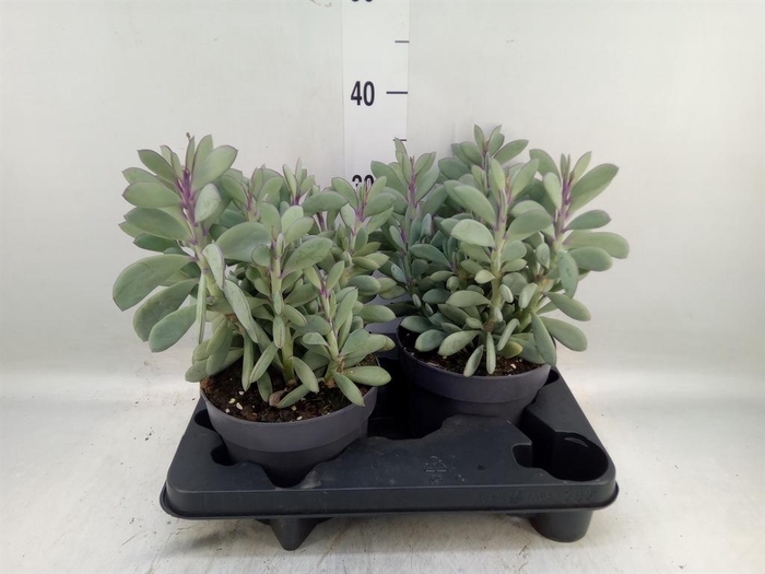 <h4>Senecio   ...</h4>