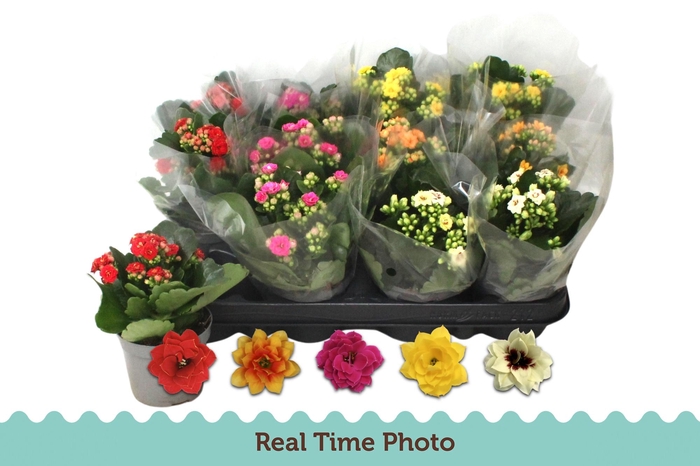 <h4>KAL GE GEM 5 KL</h4>