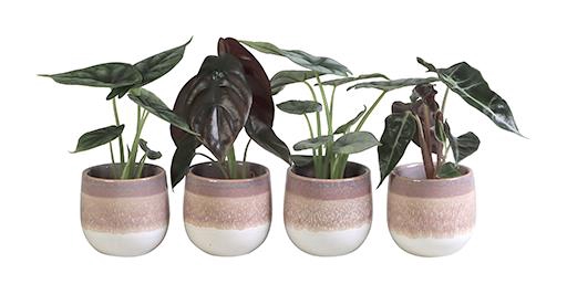 ALOCASIA MIX P6 L 65840