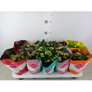 Kalanchoe blos. 'Perfecta'  ..mix 5