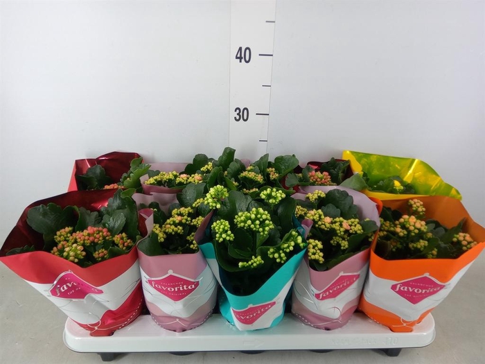 <h4>Kalanchoe blos. 'Perfecta'  ..mix 5</h4>