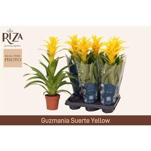 GUZM DESEO YELLOW