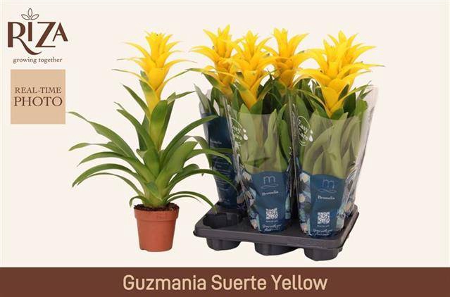 <h4>GUZM DESEO YELLOW</h4>