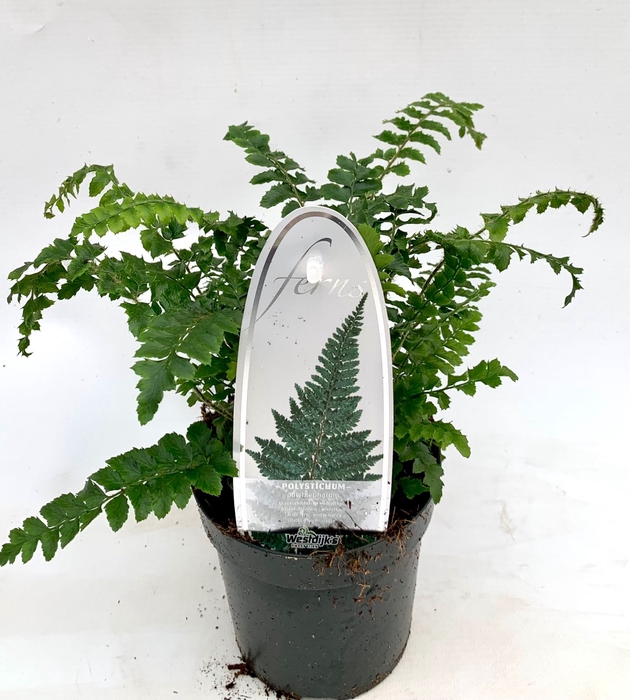 Polystichum polyblepharum