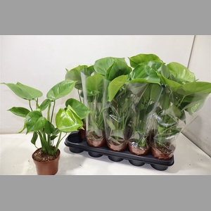 Monstera Ov