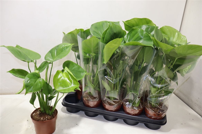 <h4>Monstera Ov</h4>