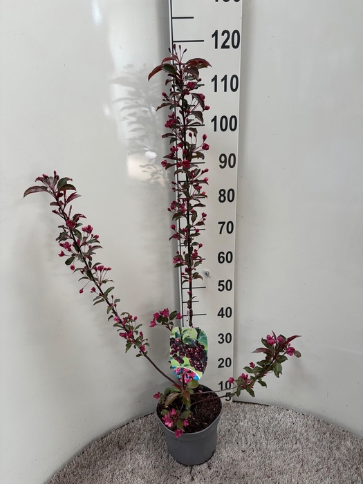 <h4>MALUS LISET</h4>