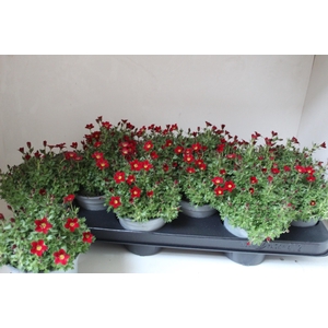 SAXIF AR TOUR DP RED