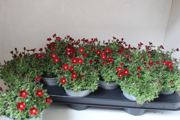 <h4>SAXIF AR TOUR DP RED</h4>