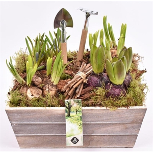 Hout Schaal 26x25xhoog 10cm