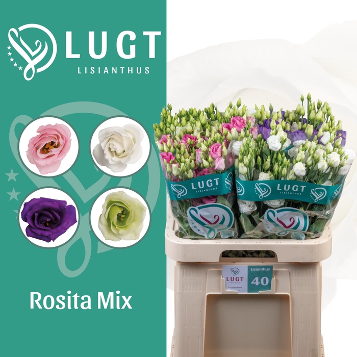 <h4>Lisianthus mix</h4>