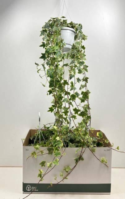 <h4>HED HE GOLDCHILD</h4>