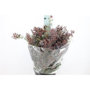 Acacia Mimosa Baileyana 200 Gram