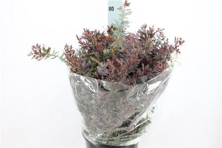 <h4>Acacia Mimosa Baileyana 200 Gram</h4>