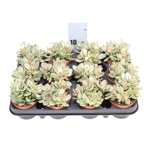 Crassula   ...