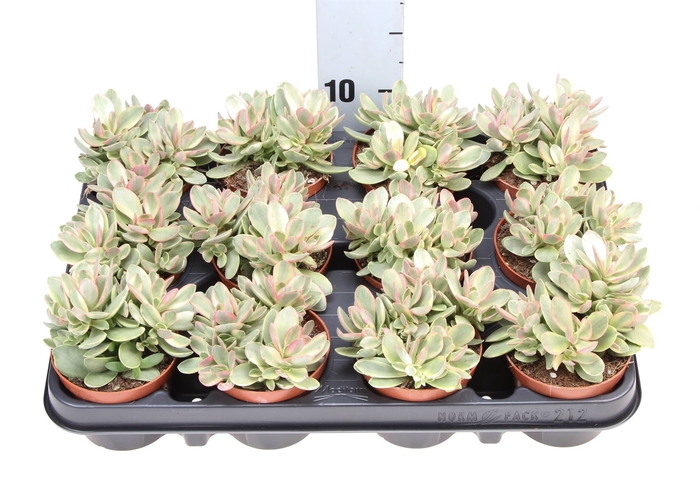 <h4>Crassula   ...</h4>