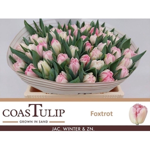 Tulipa do foxtrot